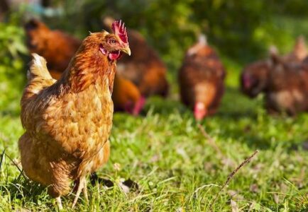 Fun Chicken Names for Your Homestead Flock Image